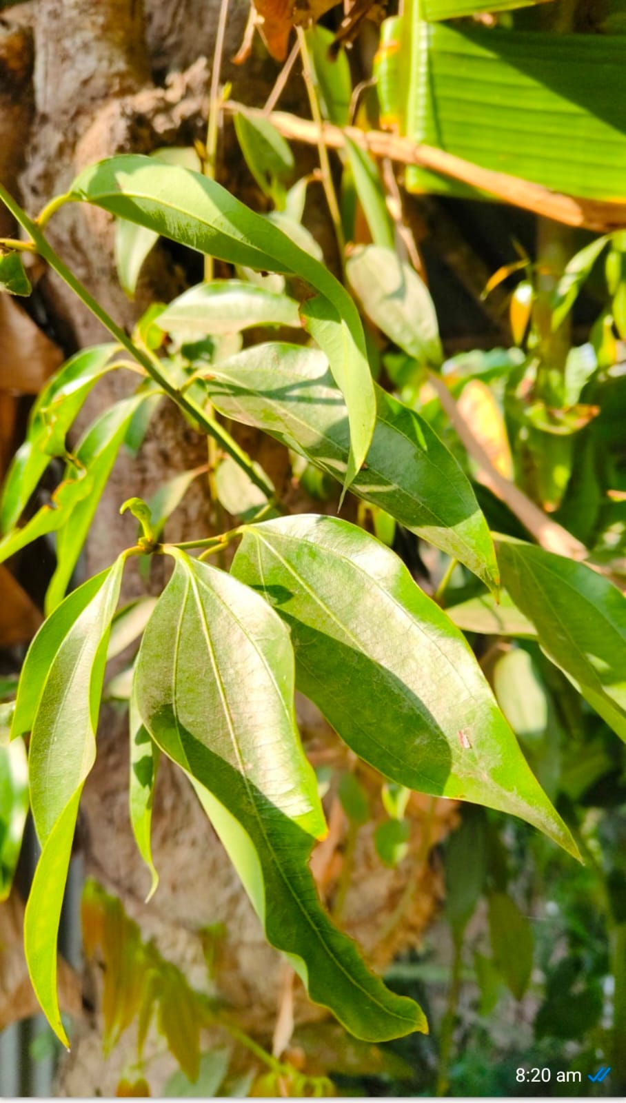 Bay Leaf Plant (Tej Patta)