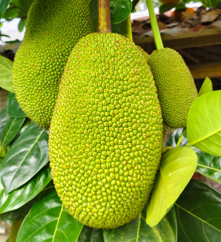 Vietnam Super Early Jackfruit (All Time)