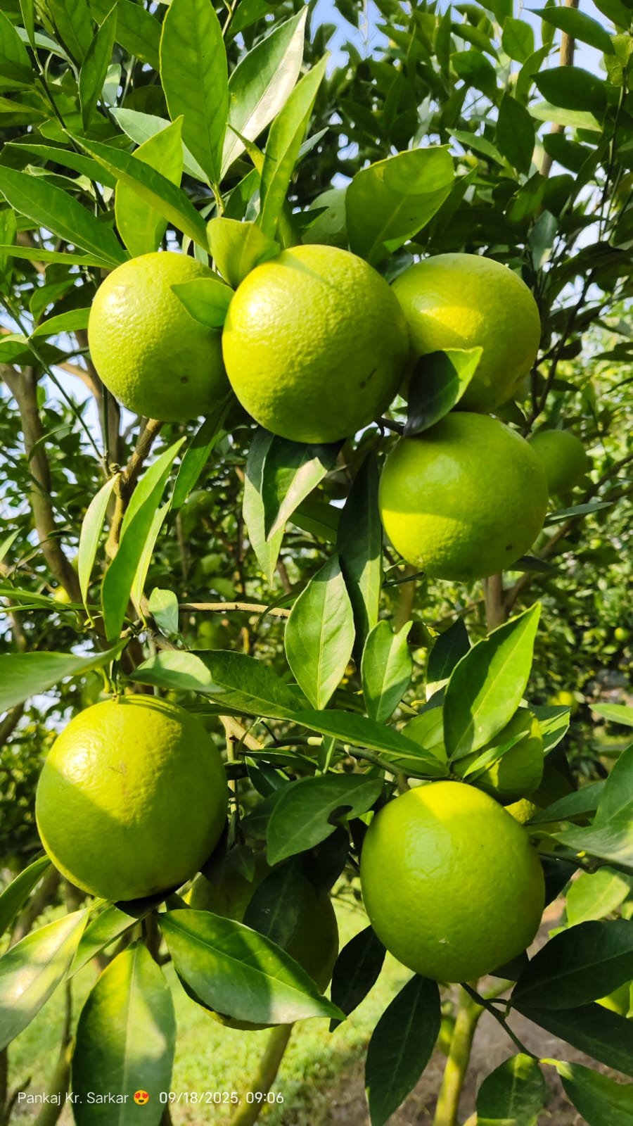 Sweet Oranges (Malta Bari 1 & Mousumbi)